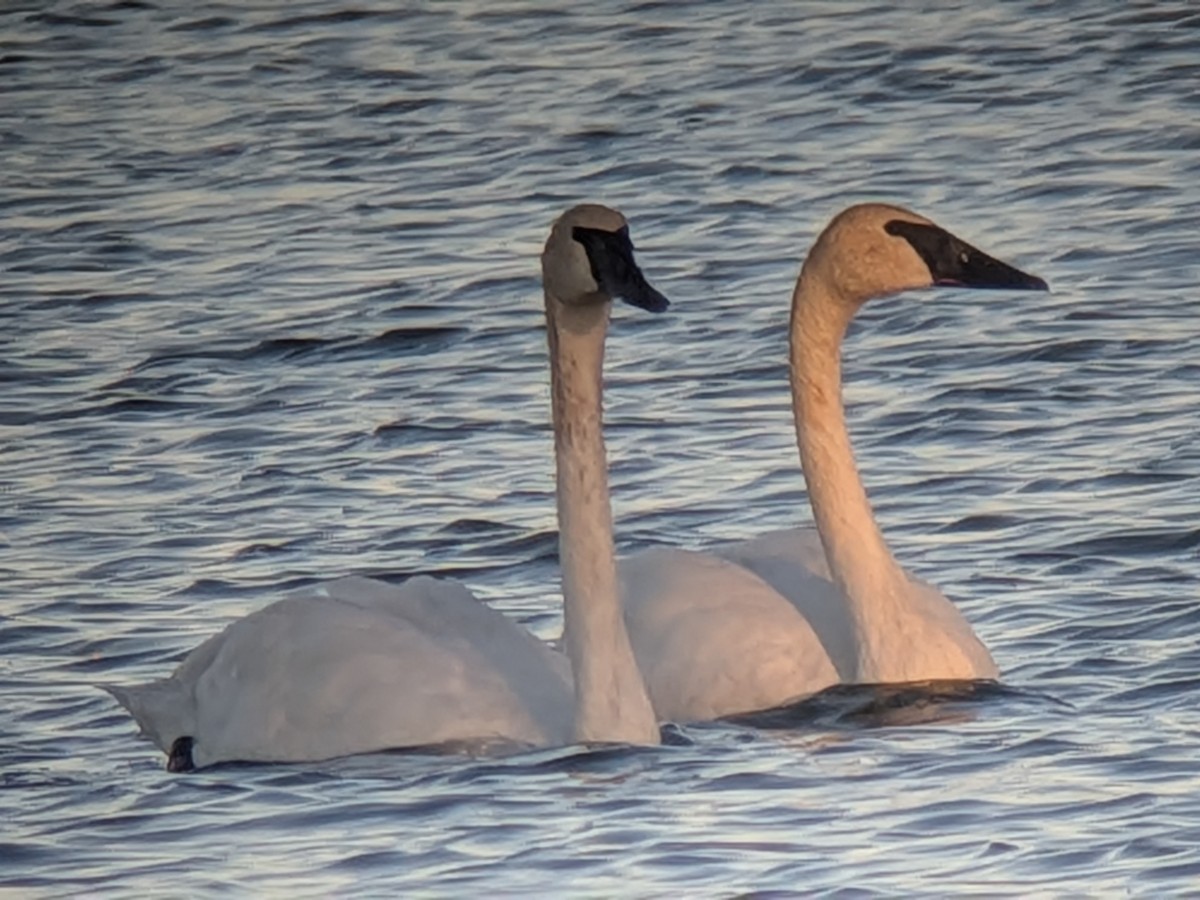 Trumpeter Swan - ML643904411