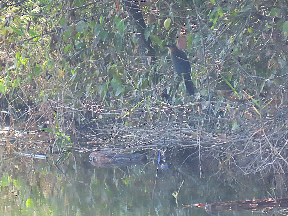 vlhovec velkoocasý - ML643904413