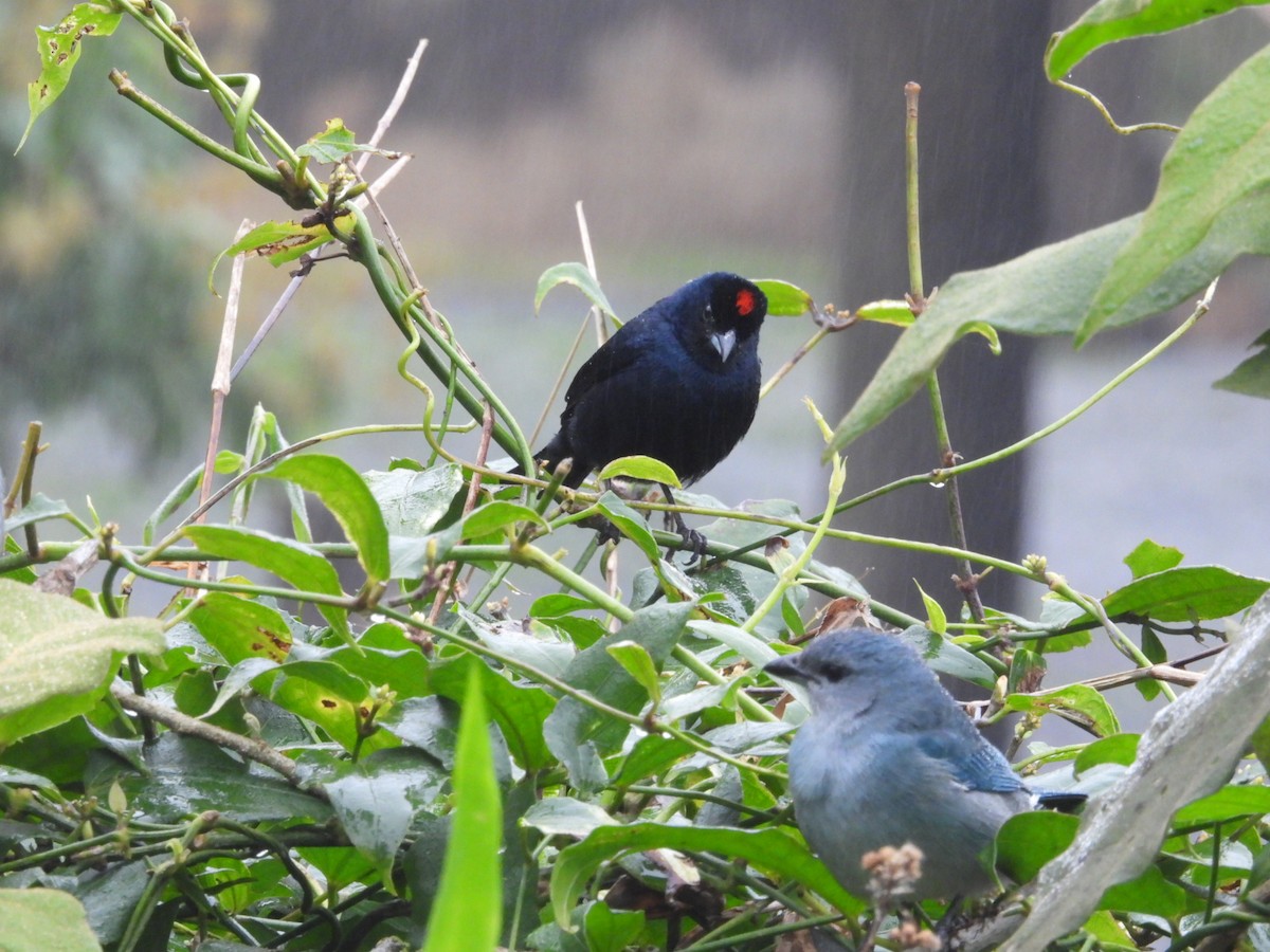 Ruby-crowned Tanager - ML643904414