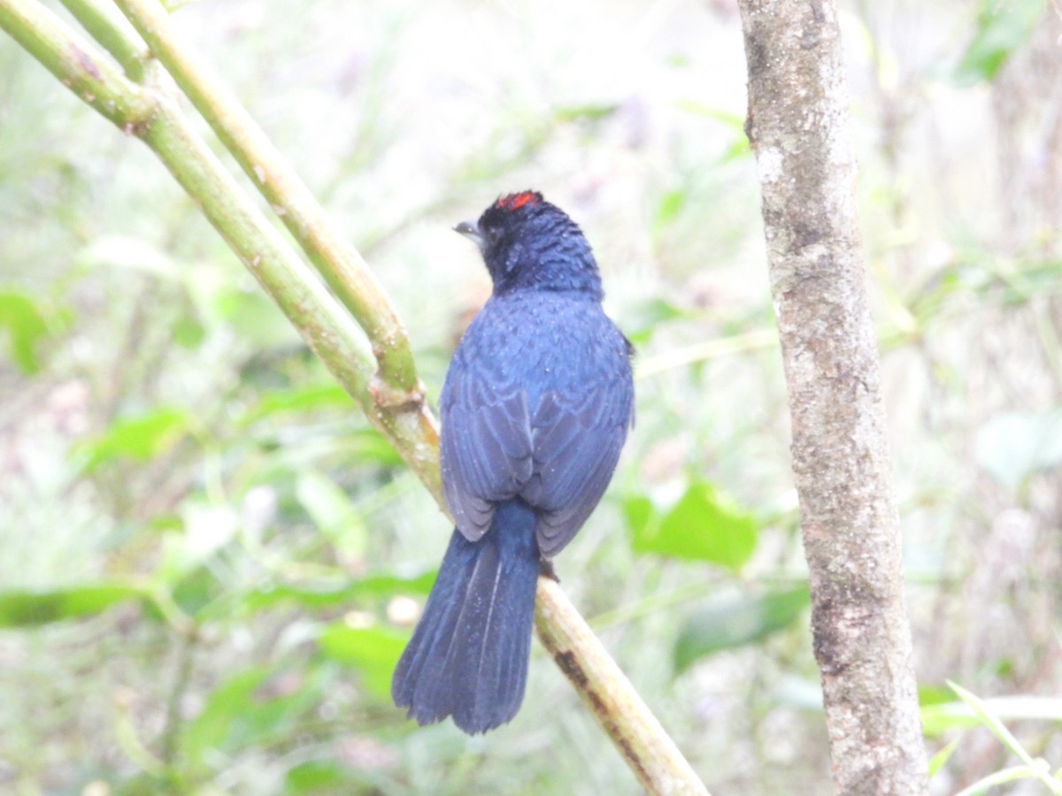 Ruby-crowned Tanager - ML643904415