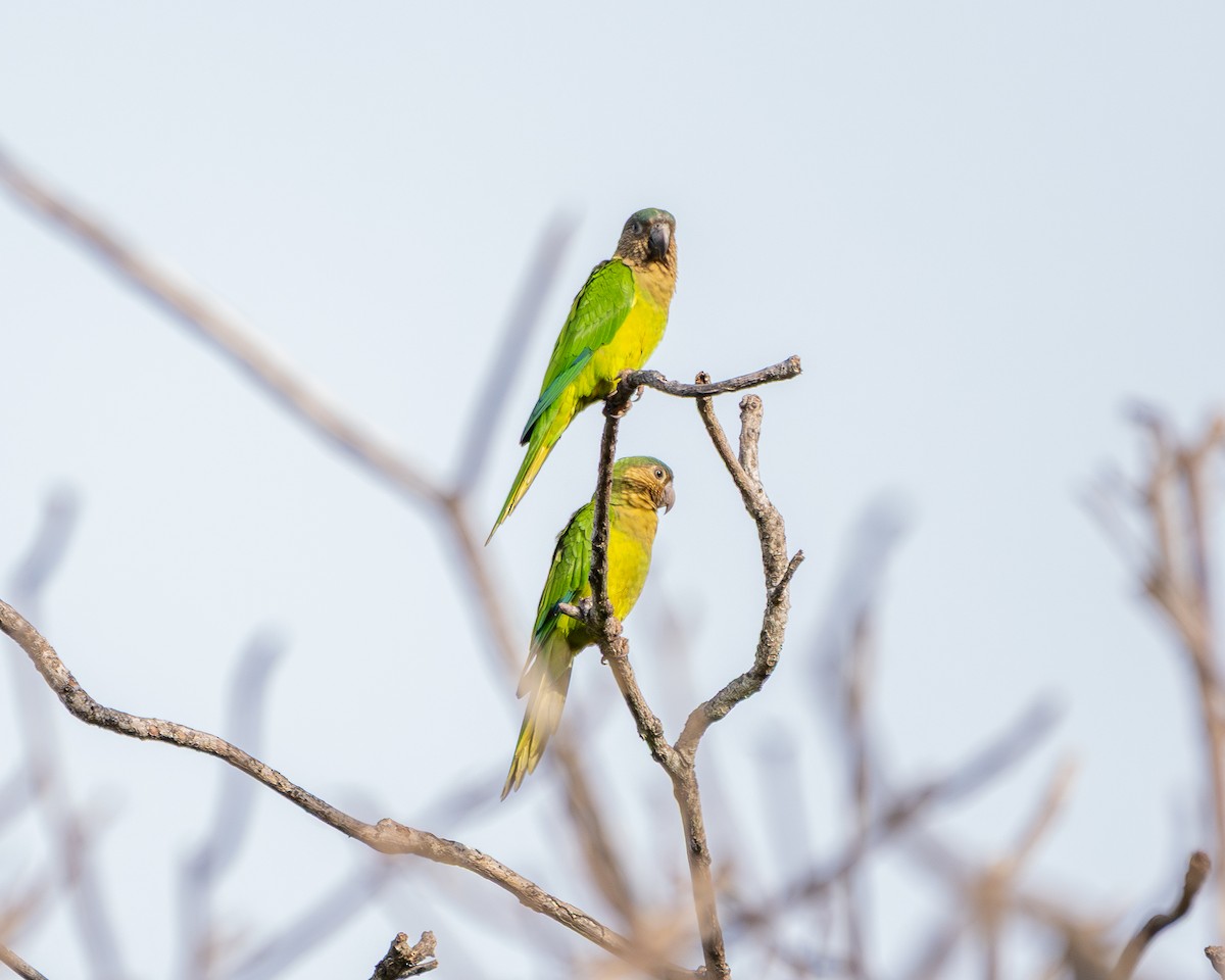 Brown-throated Parakeet - ML643904420