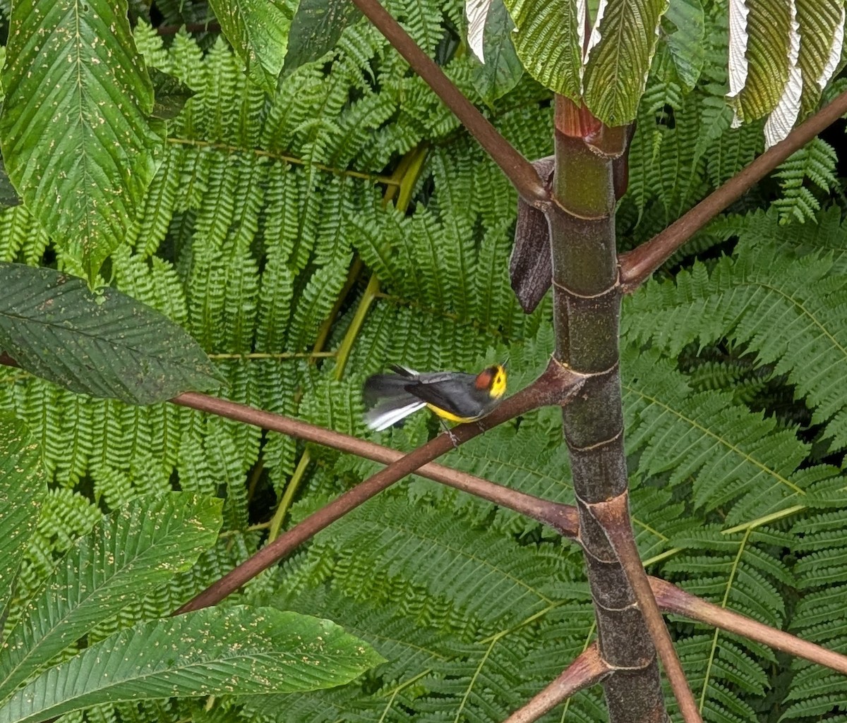 Paruline ceinturée - ML643904429