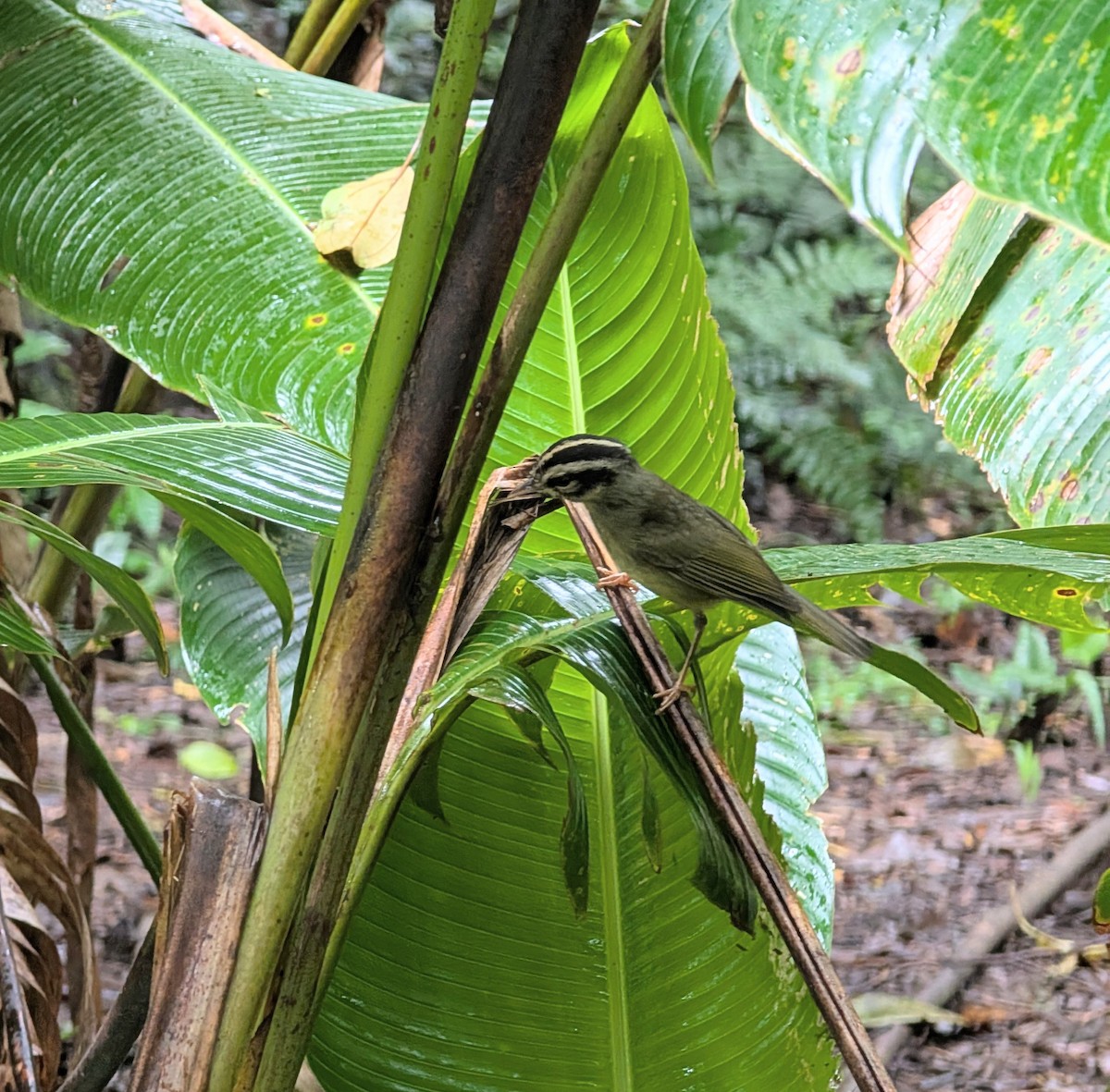 Paruline du Costa Rica - ML643904435