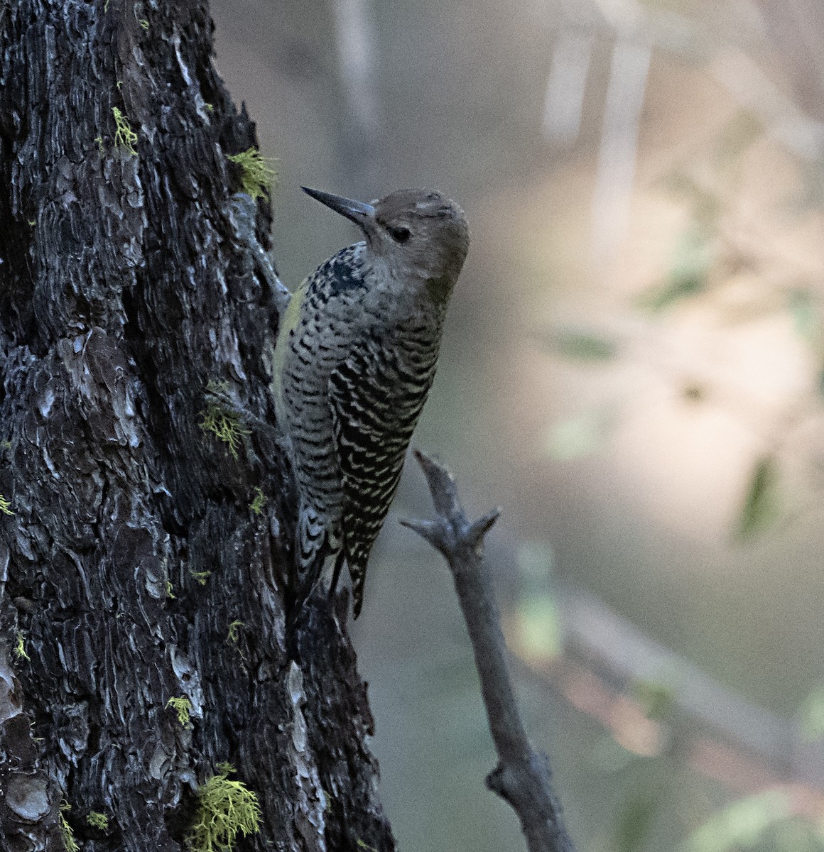 Williamson's Sapsucker - ML643904444