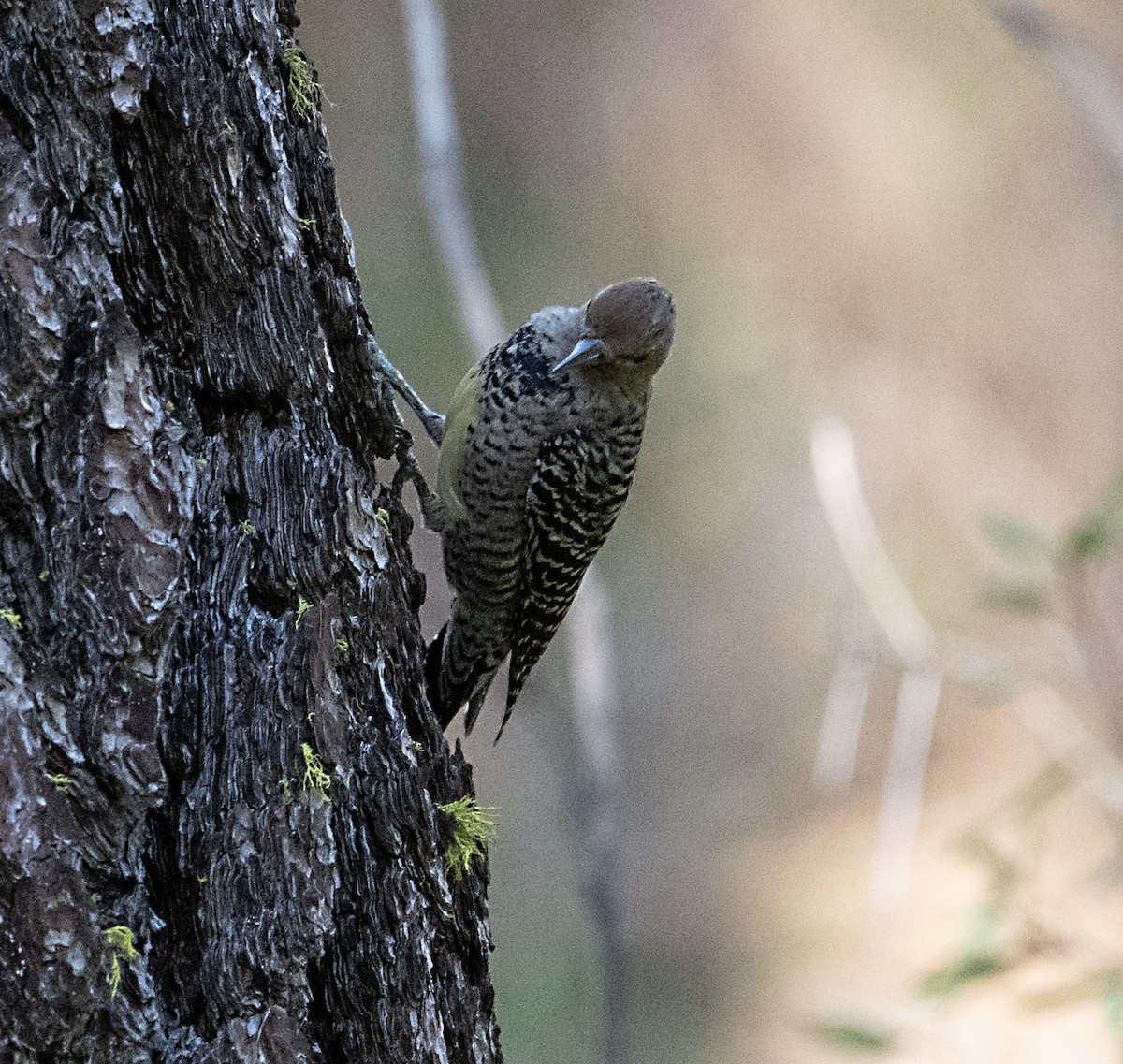 Williamson's Sapsucker - ML643904445