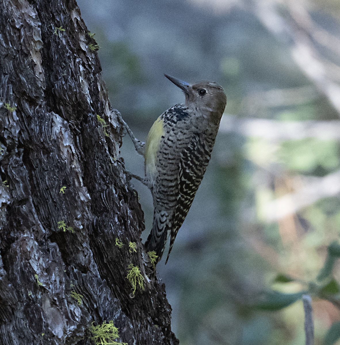 Williamson's Sapsucker - ML643904446