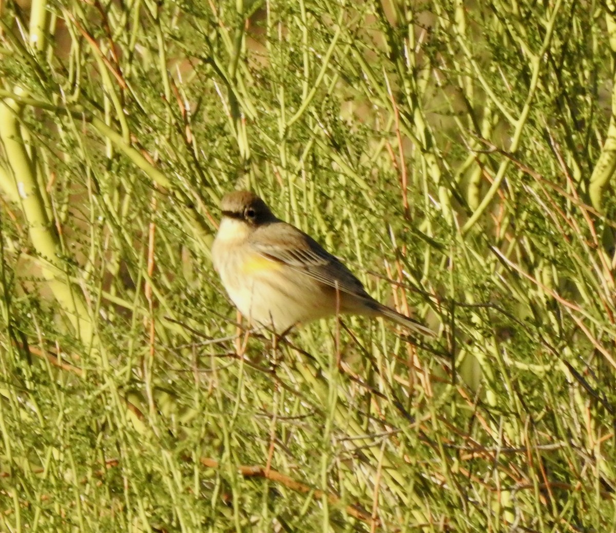 Kronenwaldsänger (coronata) - ML643904457