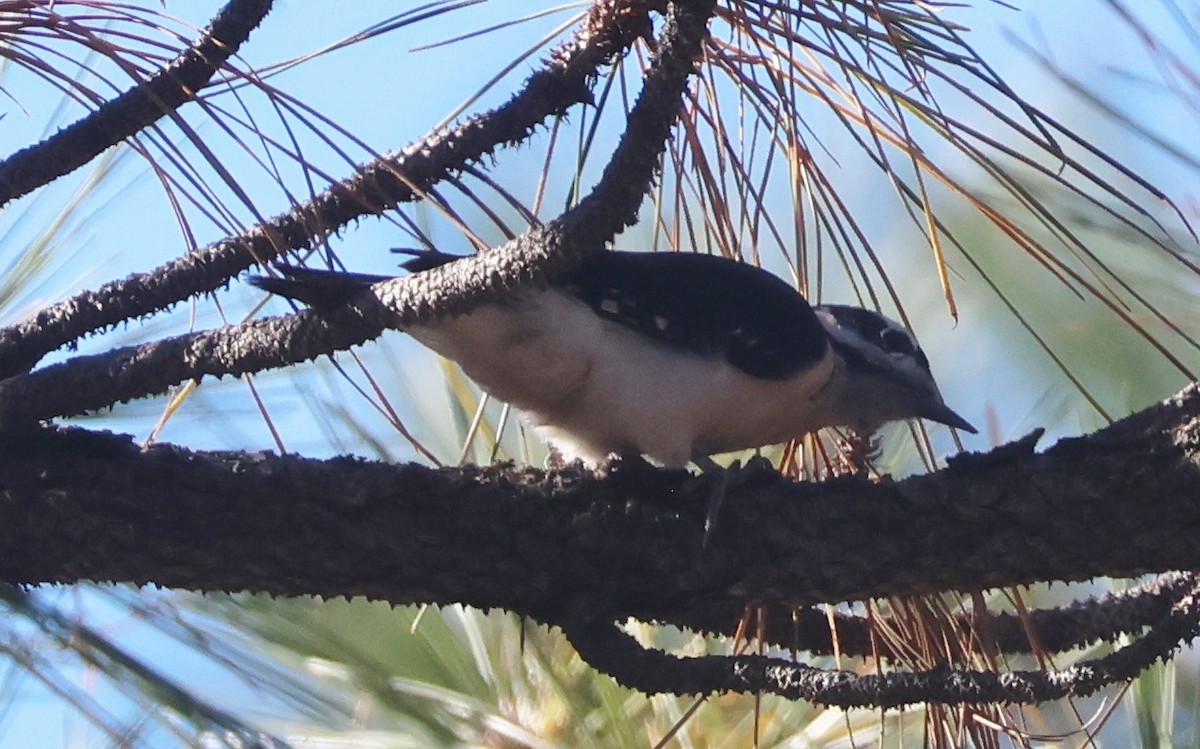 Hairy Woodpecker - ML643904458