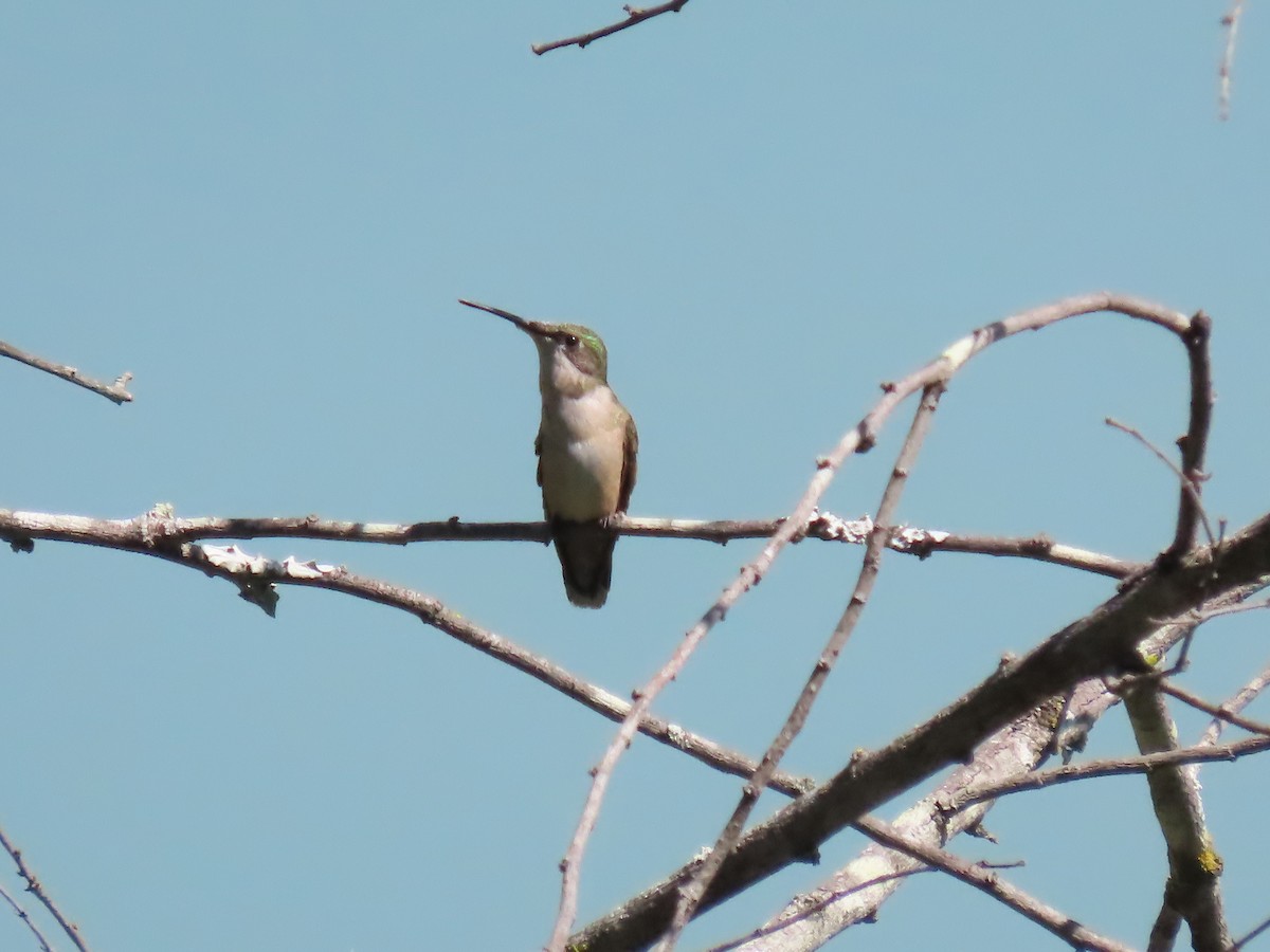 Ruby-throated/Black-chinned Hummingbird - ML643904459