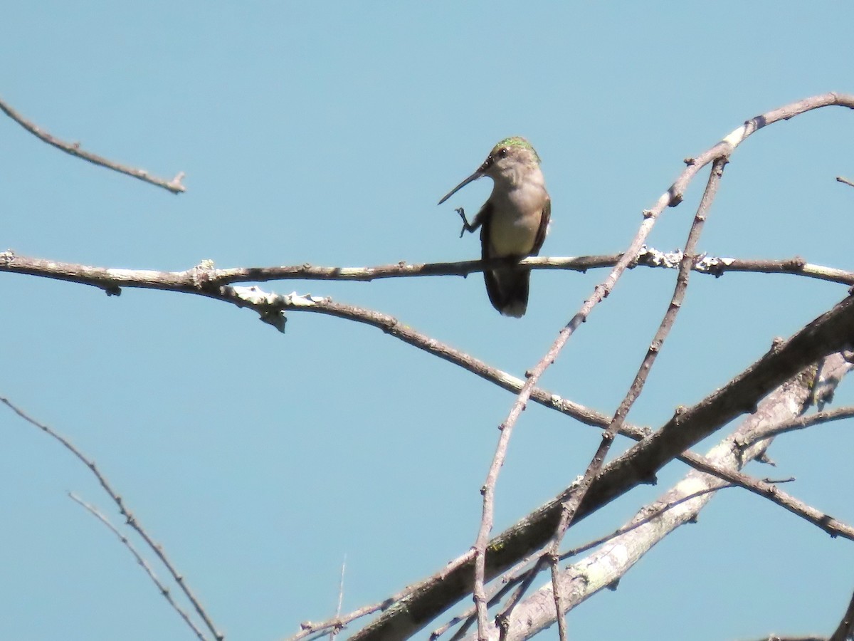 Ruby-throated/Black-chinned Hummingbird - ML643904461