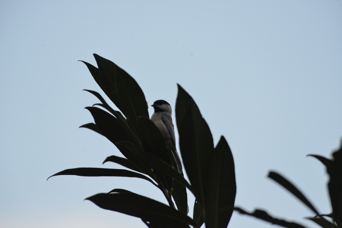 Carolina Chickadee - ML643904469