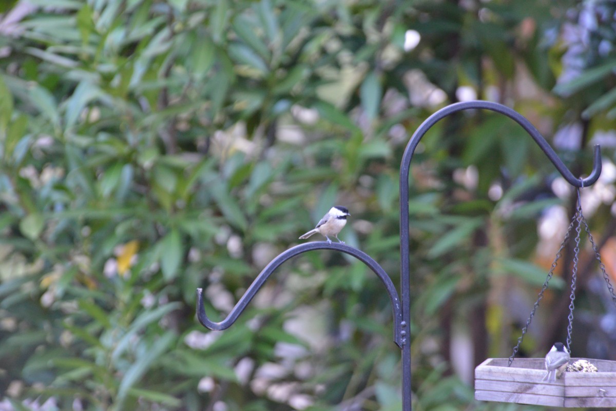 Carolina Chickadee - ML643904470