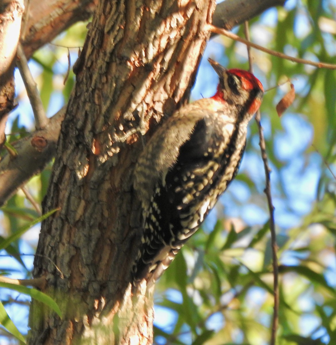 Red-naped Sapsucker - ML643904472