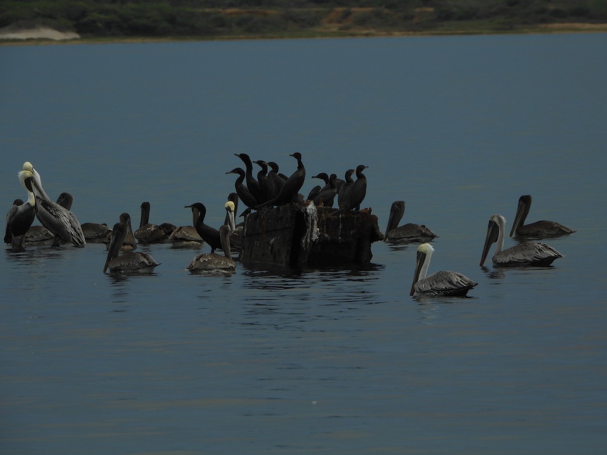 Cormoran vigua - ML643904476