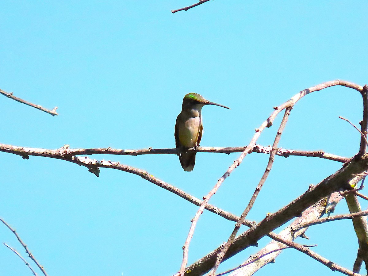 Ruby-throated/Black-chinned Hummingbird - ML643904481