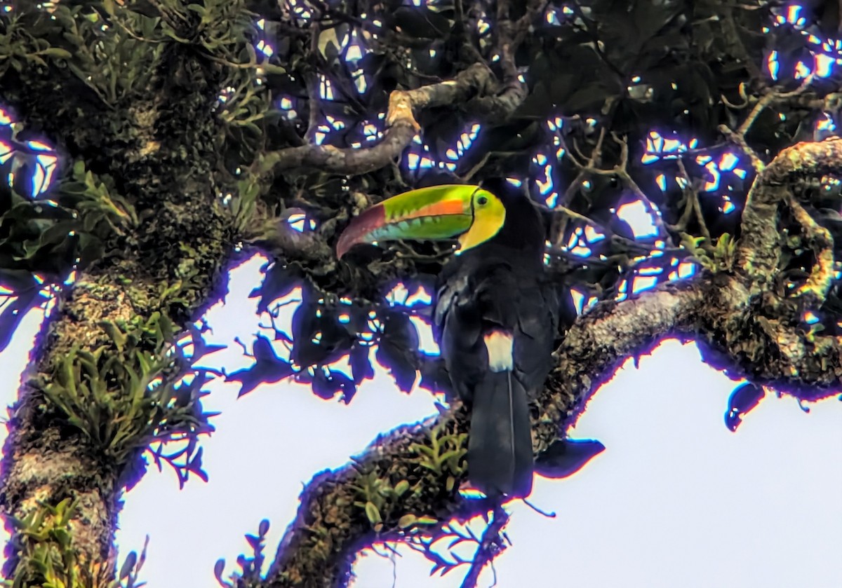 Keel-billed Toucan - ML643904502