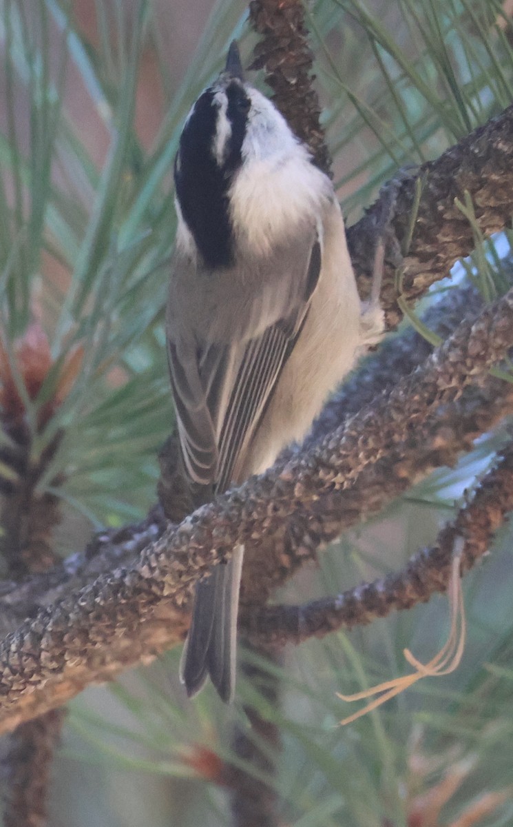 Mountain Chickadee - ML643904505