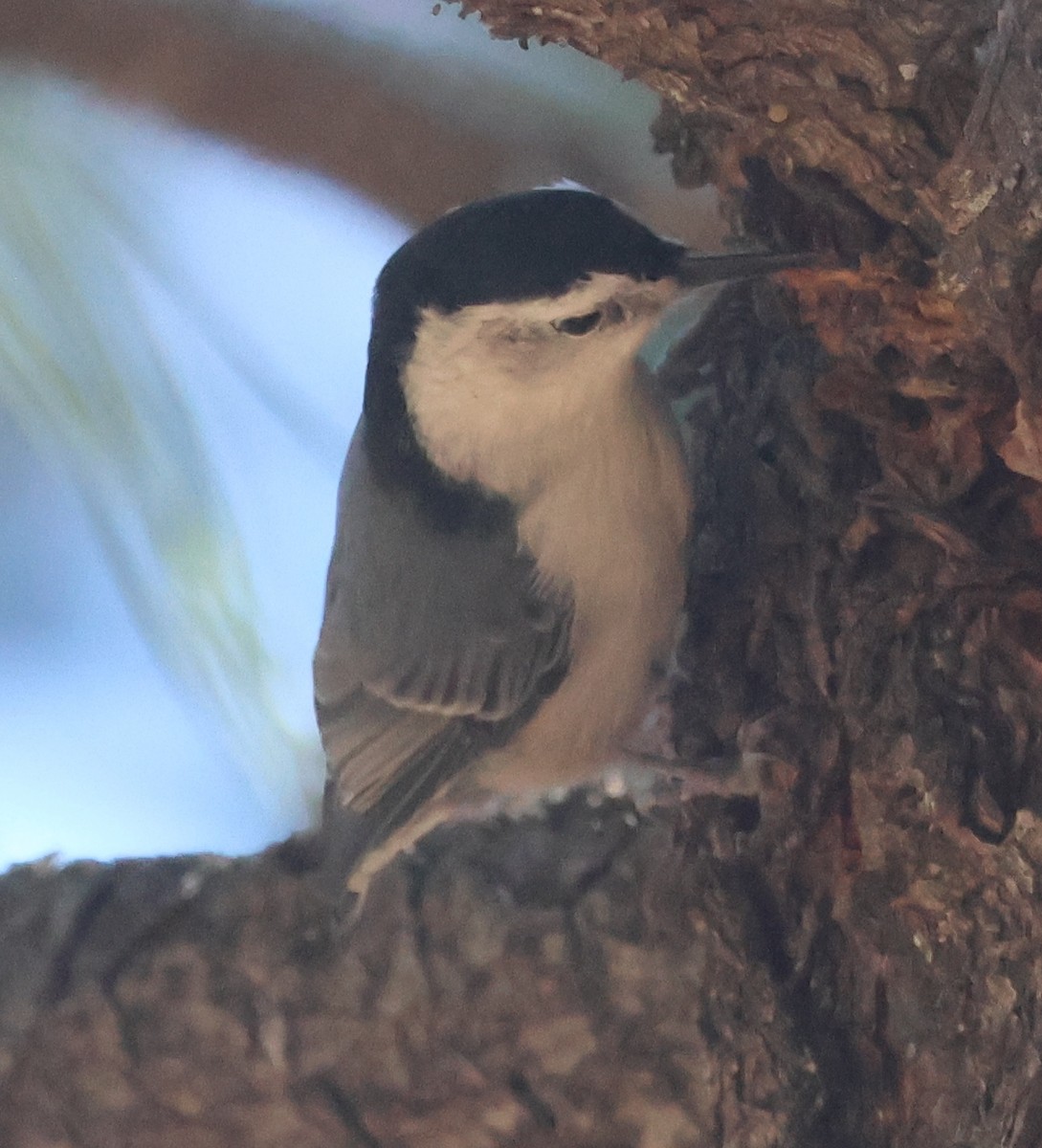Weißbrustkleiber (aculeata/alexandrae) - ML643904510
