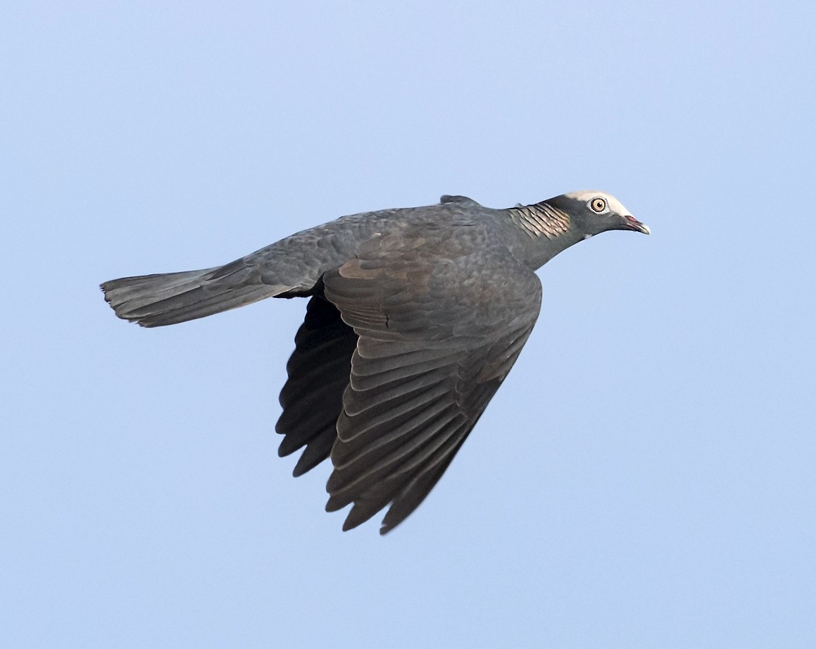 holub antilský - ML643904518