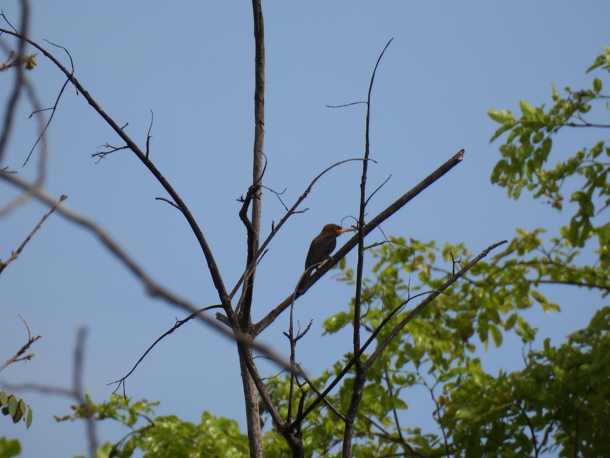 Brown Jacamar - ML643904528