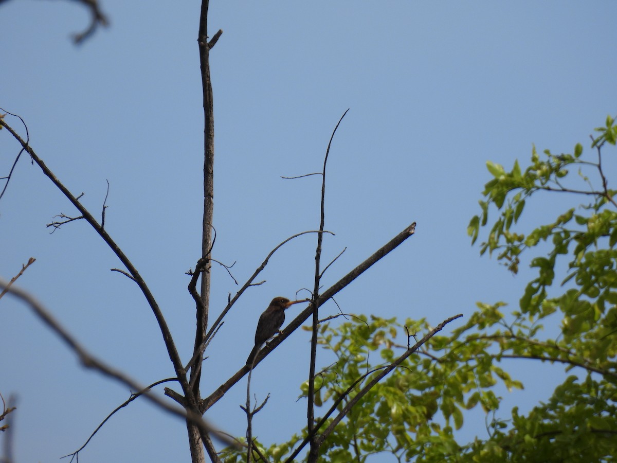 Brown Jacamar - ML643904529