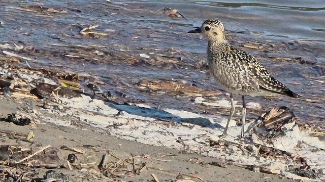 Urre-txirri siberiarra - ML643904531