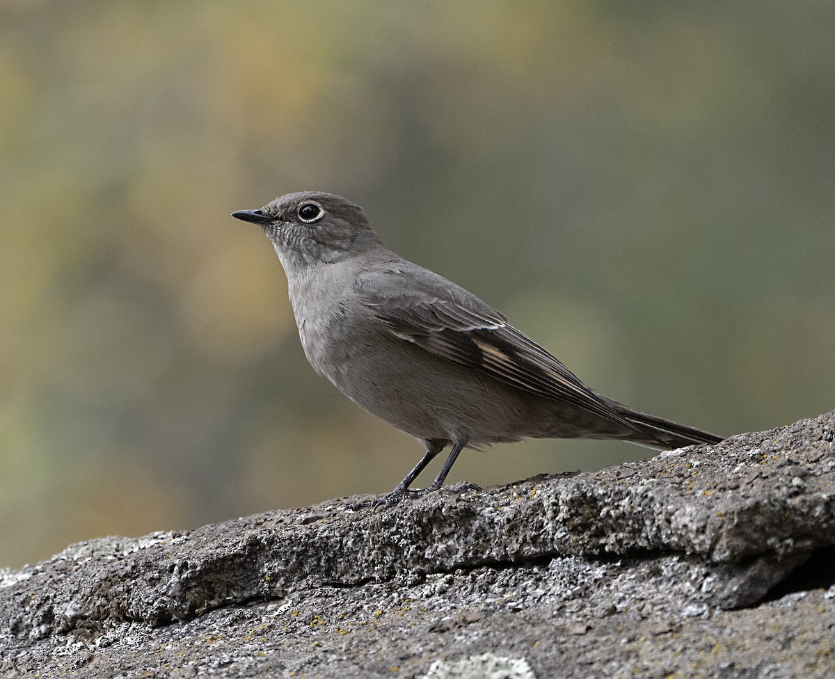Townsend's Solitaire - ML643904547