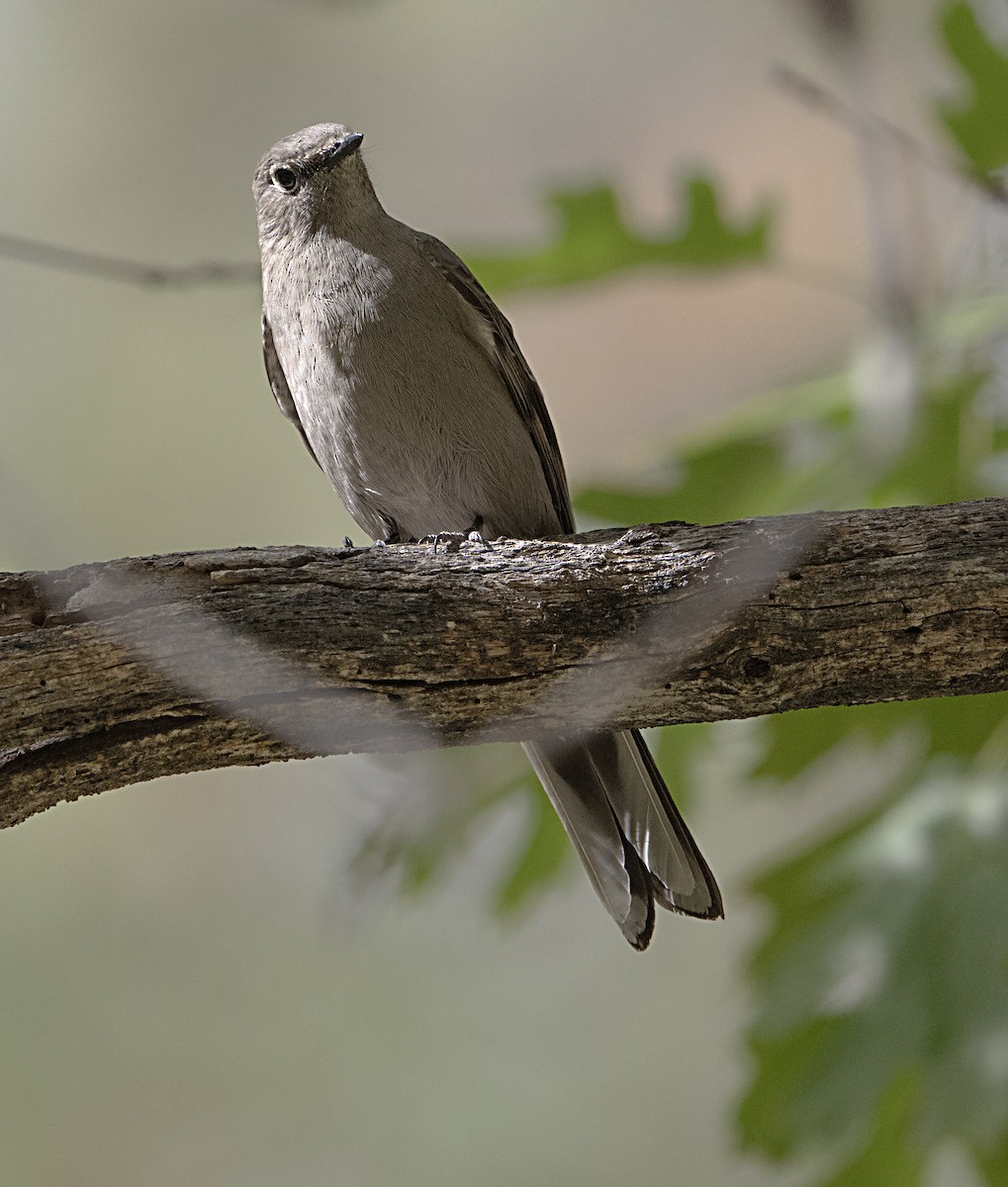 Townsend's Solitaire - ML643904551