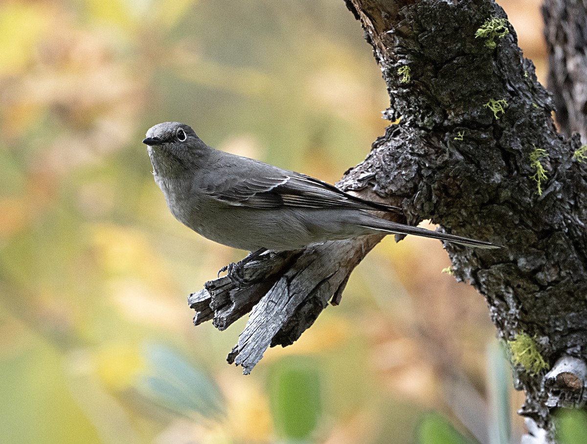 Townsend's Solitaire - ML643904560