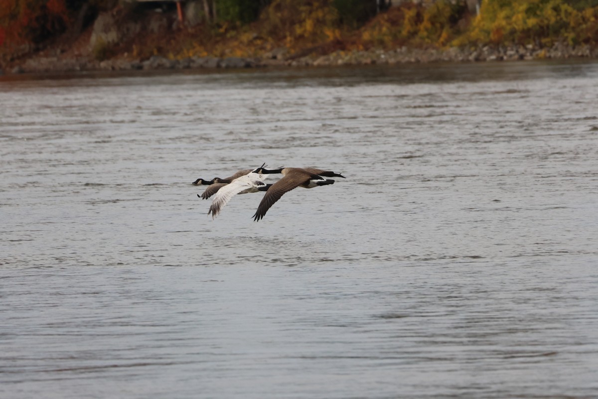 Canada Goose - ML643904564