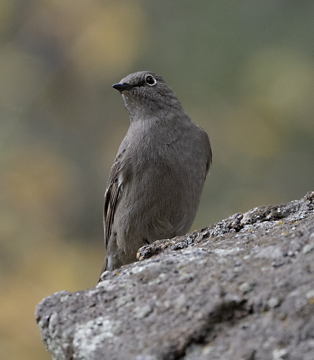 Townsend's Solitaire - ML643904567