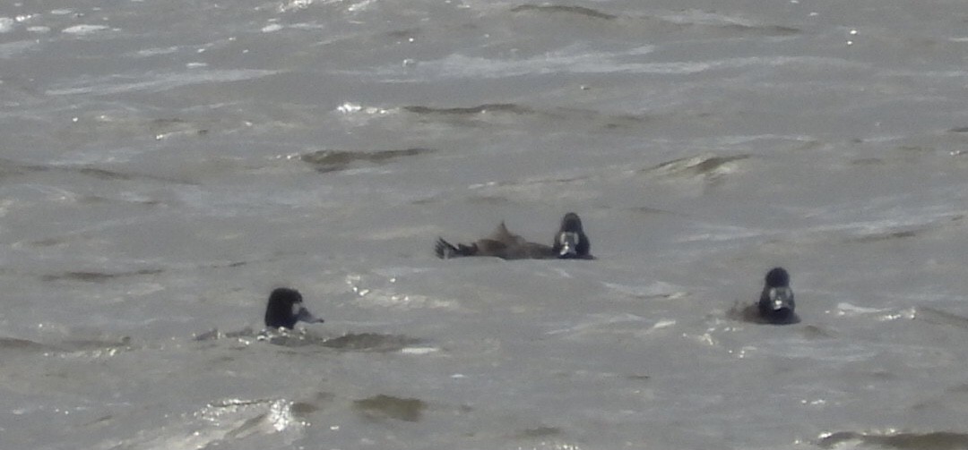 Greater Scaup - ML643904580