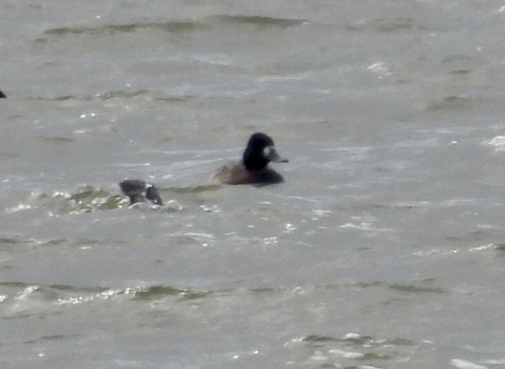 Greater Scaup - ML643904581