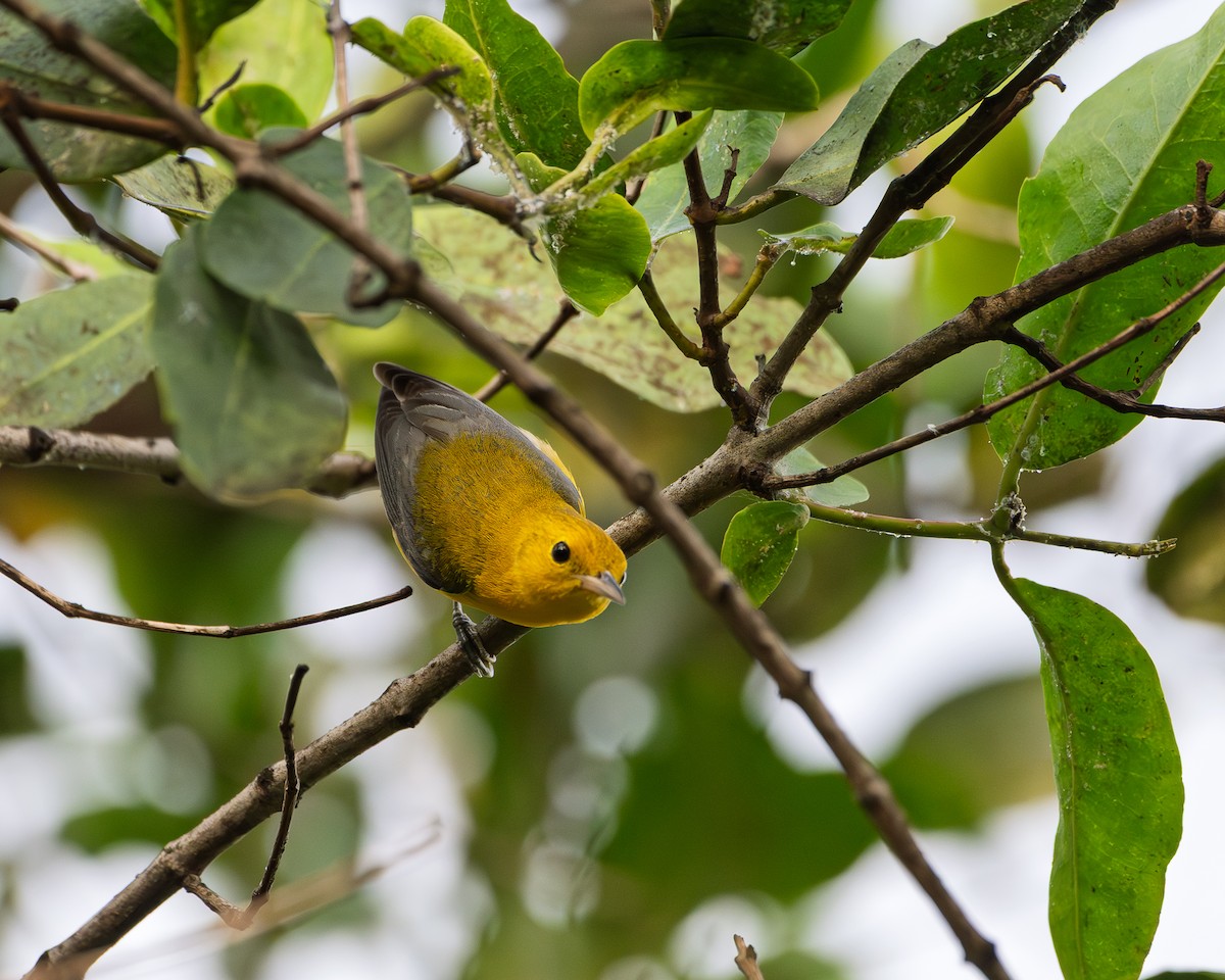 Prothonotary Warbler - ML643904585