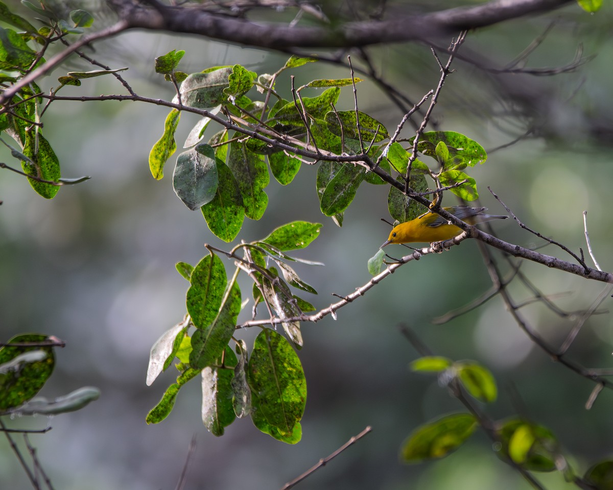 Prothonotary Warbler - ML643904587