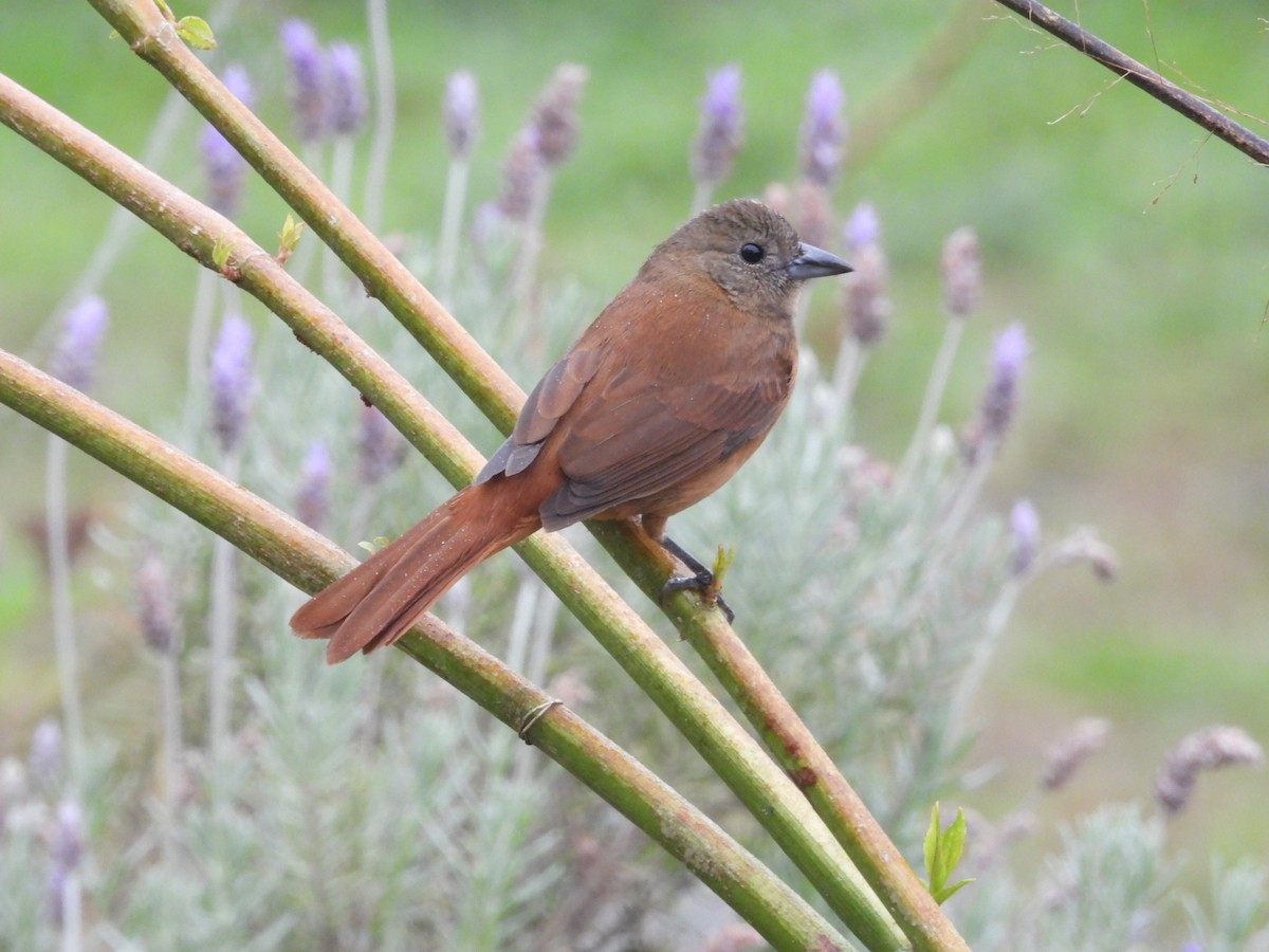 Ruby-crowned Tanager - ML643904595
