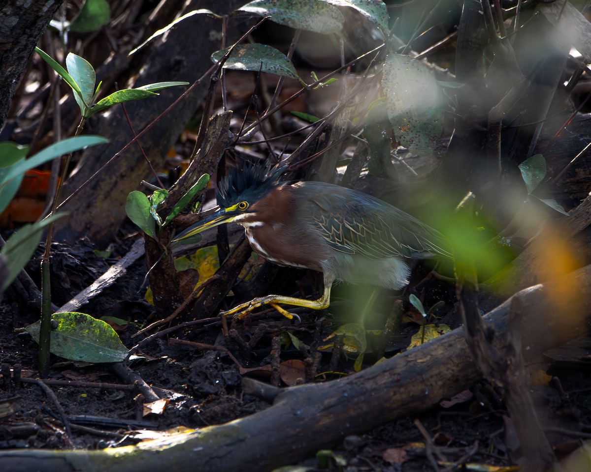 אנפית ירוקה - ML643904598
