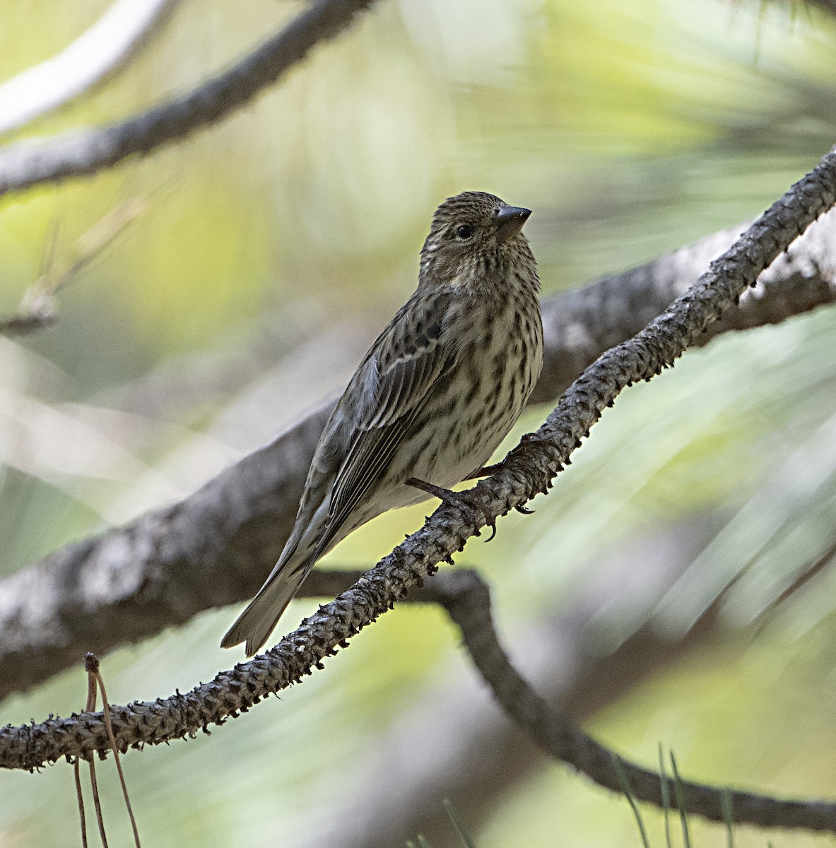 Purple/Cassin's Finch - ML643904602