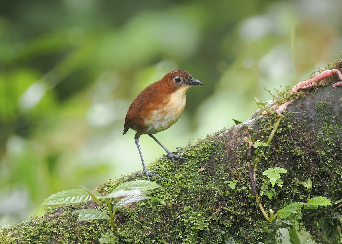 キムネクリセジアリドリ - ML643904604