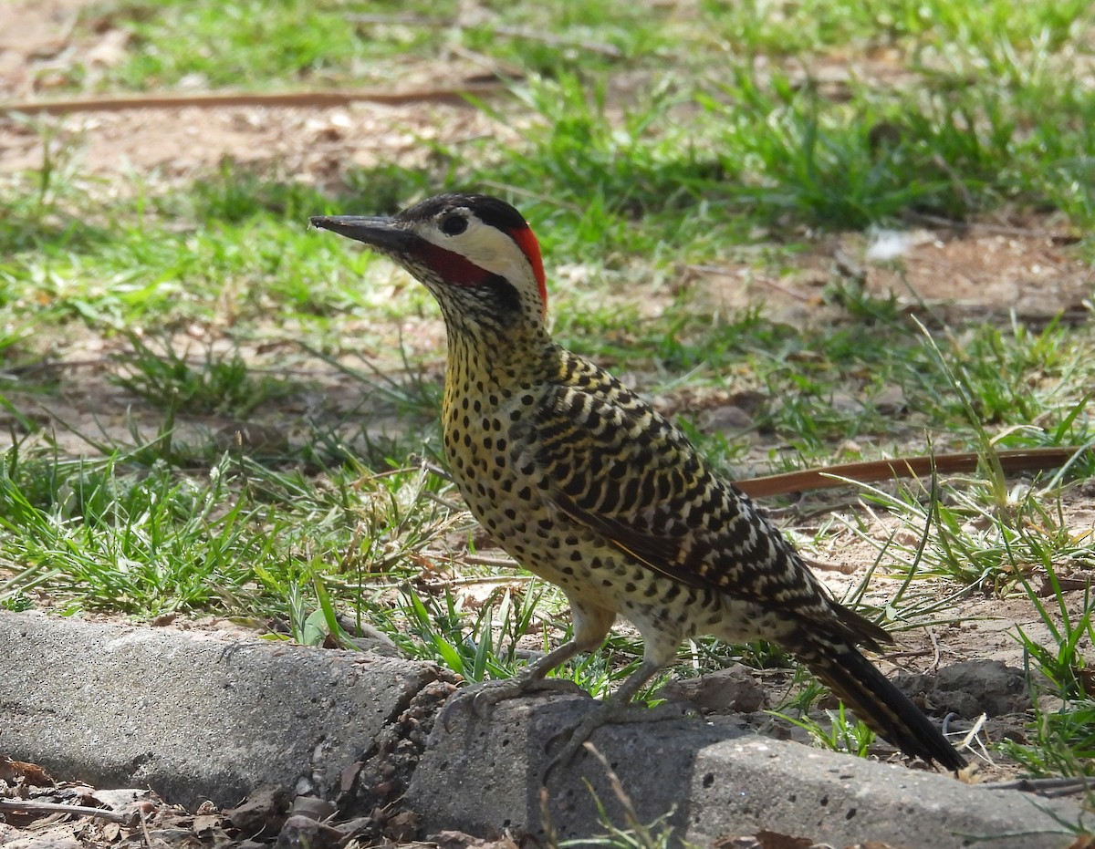 Green-barred Woodpecker - ML643904611