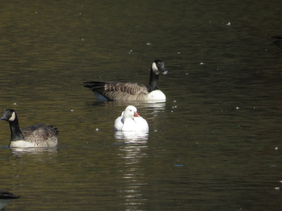 Ross's Goose - ML643904615