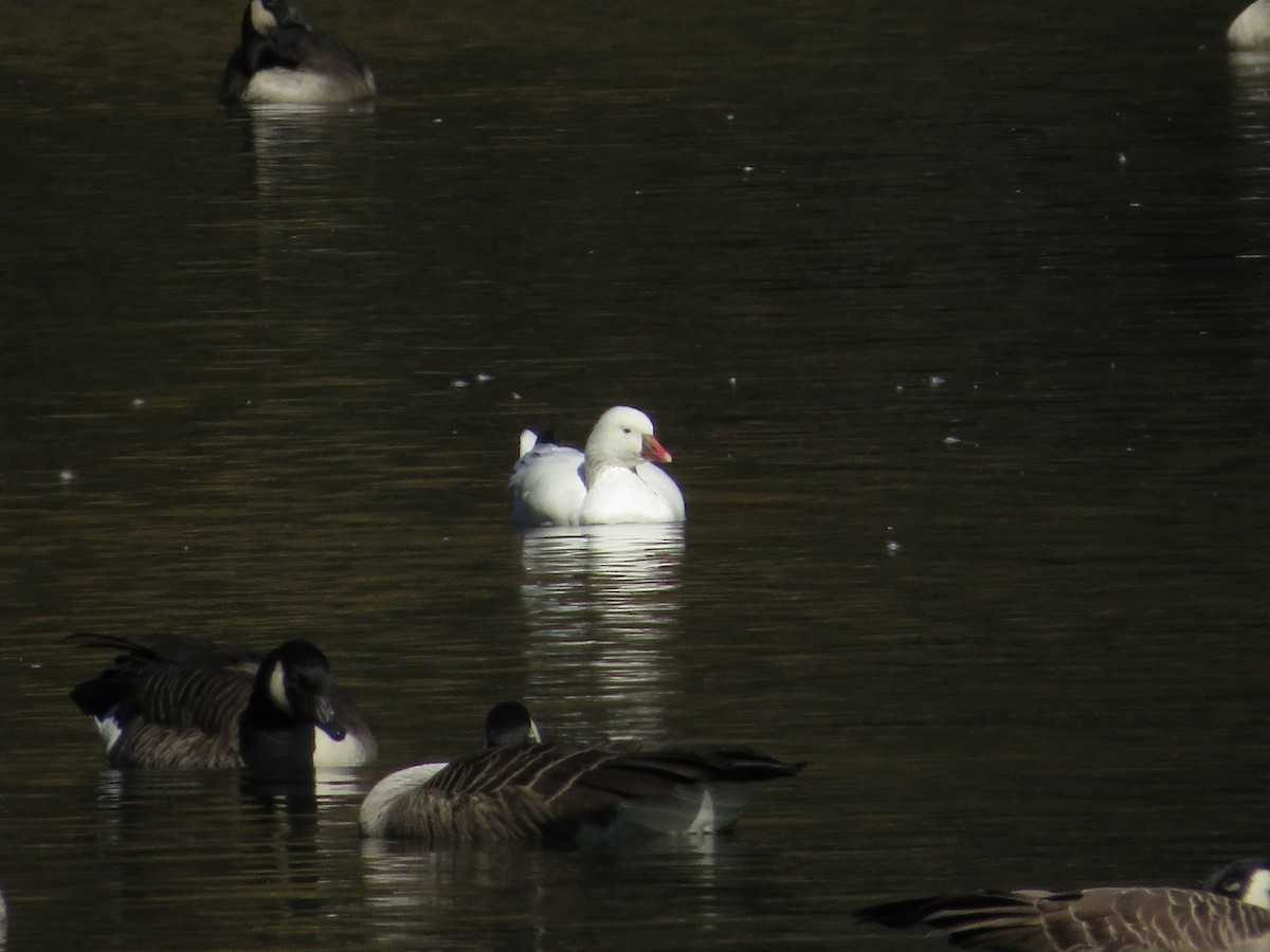 Ross's Goose - ML643904616