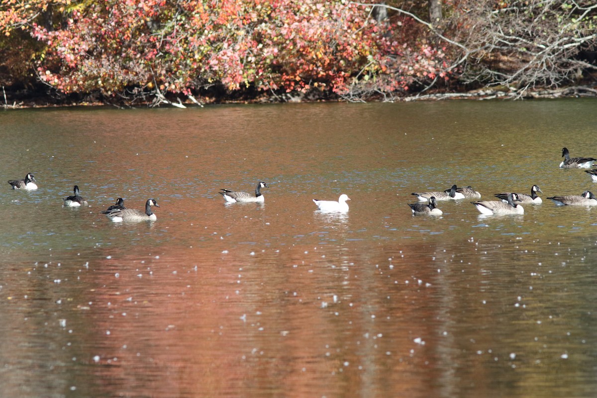 Ross's Goose - ML643904617