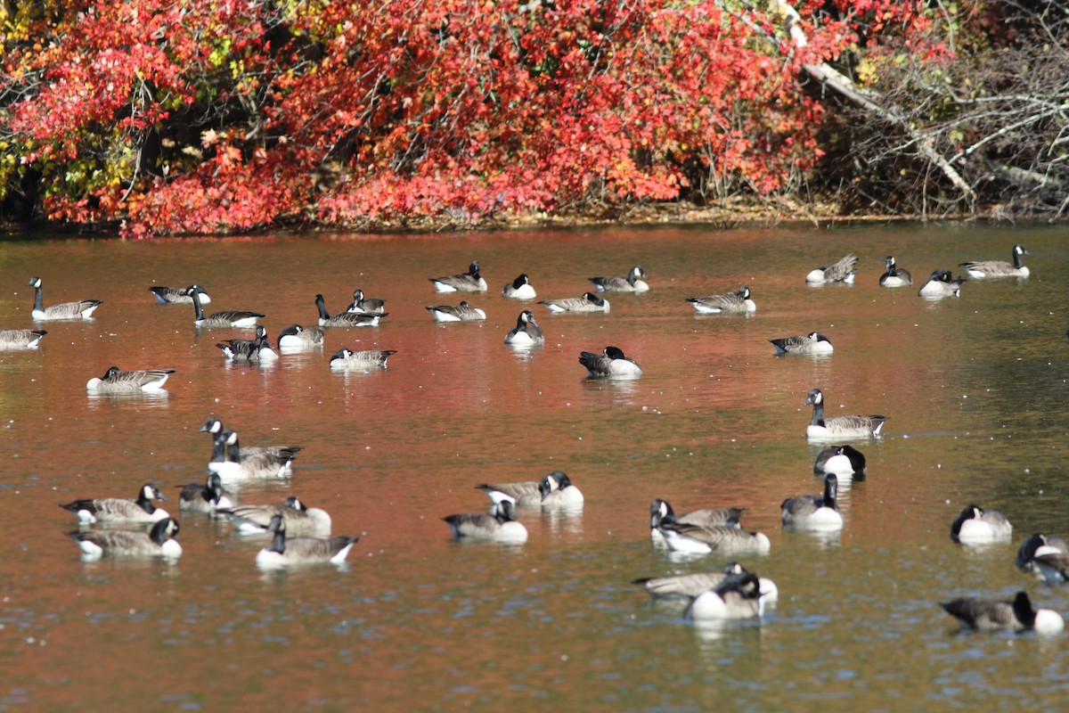 Canada Goose - ML643904621