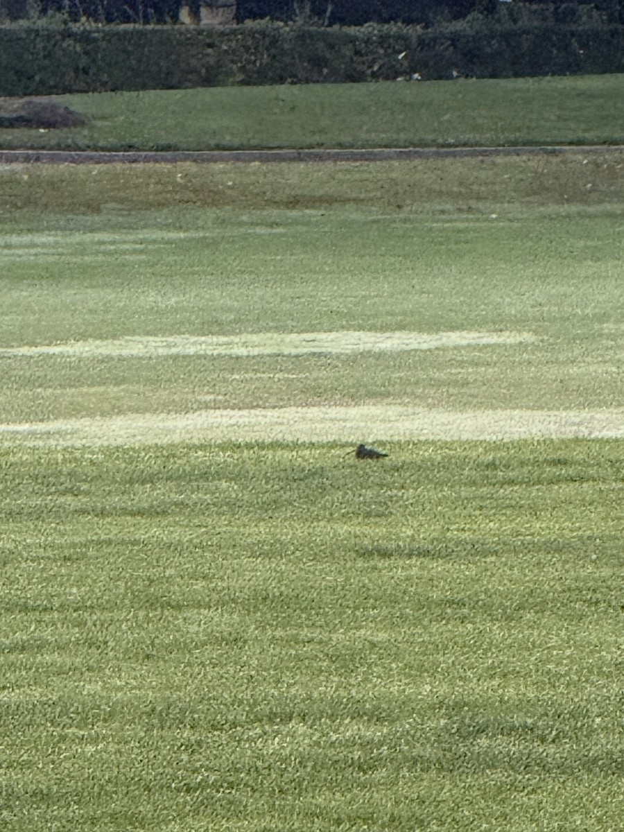 Wilson's Snipe - ML643904622