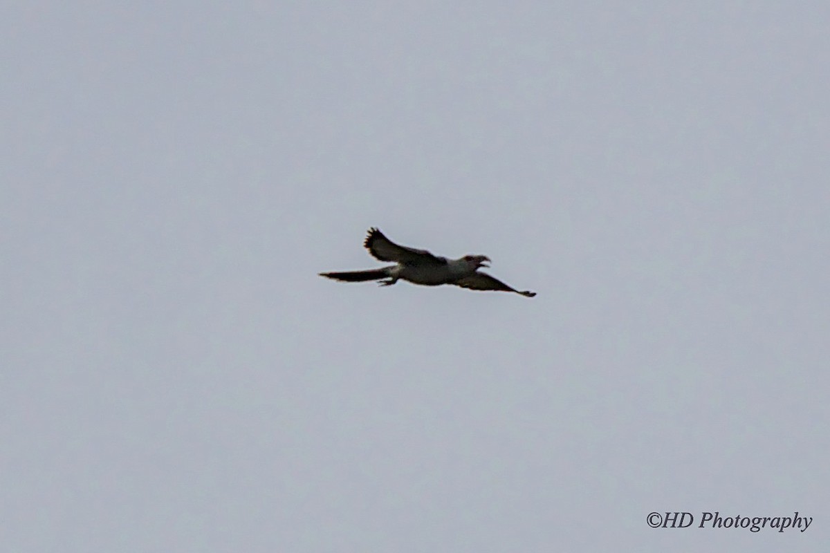 Channel-billed Cuckoo - ML643904623