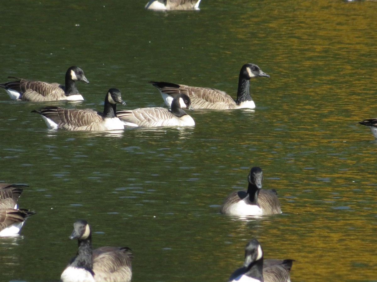 Cackling Goose - ML643904626