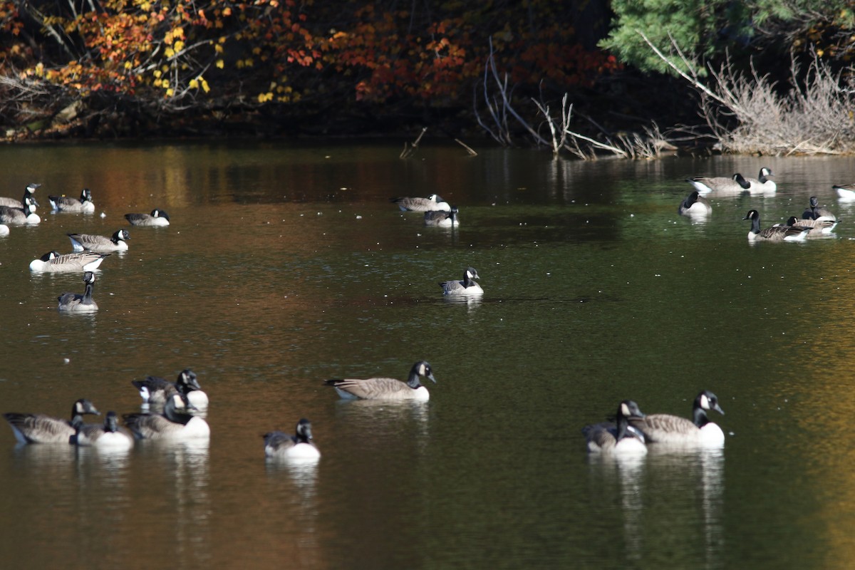 Cackling Goose - ML643904627