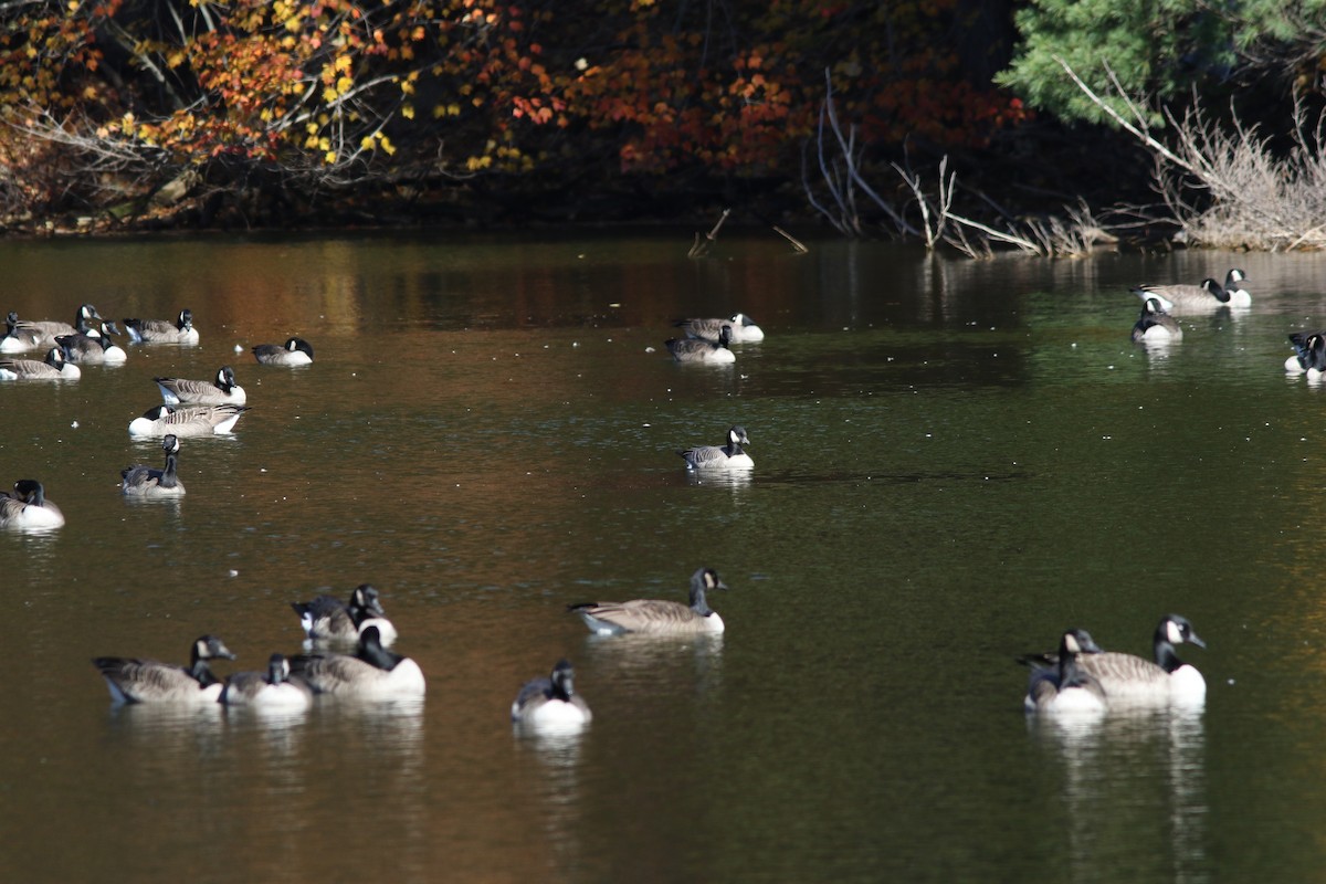 Cackling Goose - ML643904628