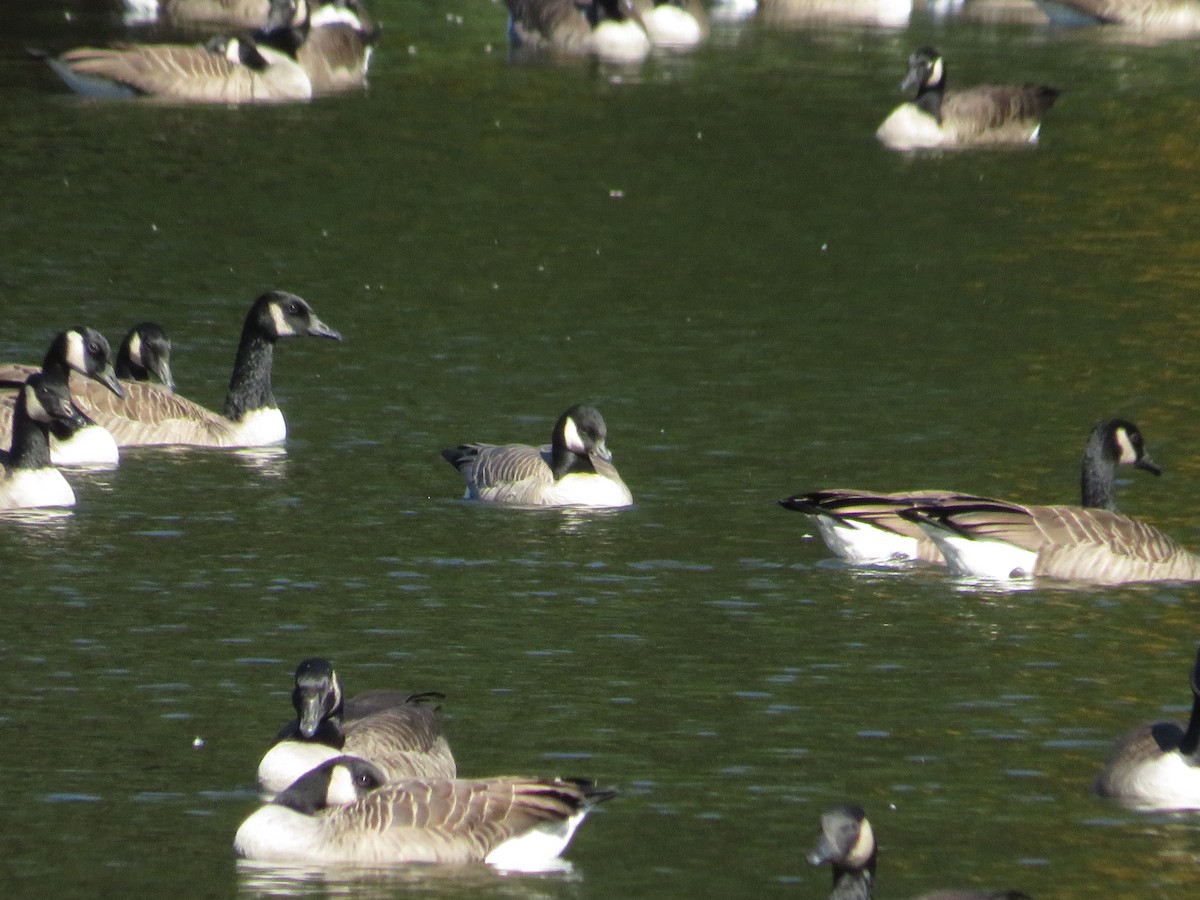 Cackling Goose - ML643904629